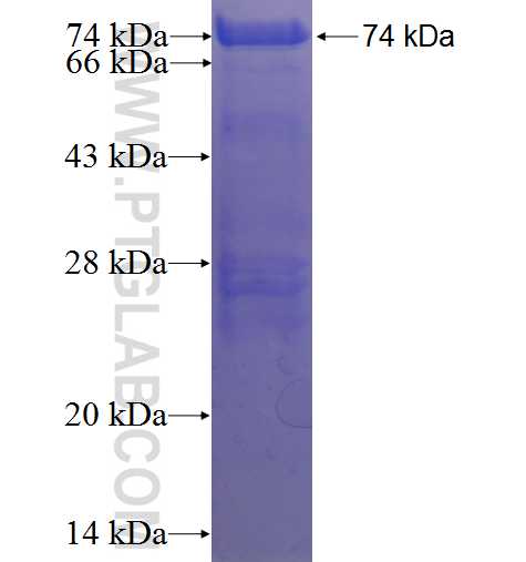 ZC3H11A fusion protein Ag23424 SDS-PAGE