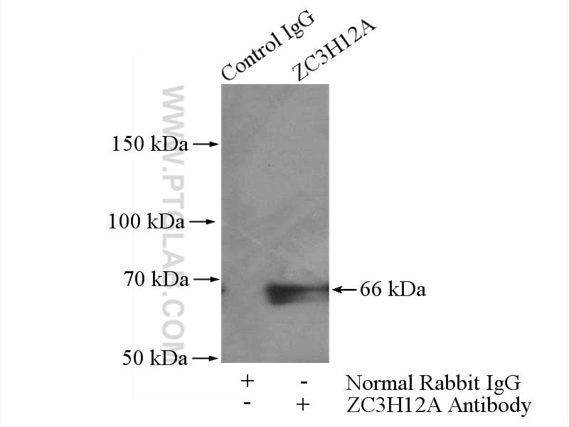 Immunoprecipitation (IP) experiment of Raji cells using ZC3H12A Polyclonal antibody (25009-1-AP)