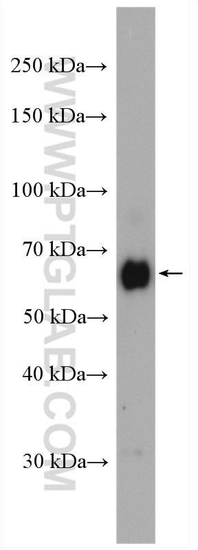 WB analysis of K-562 using 25009-1-AP