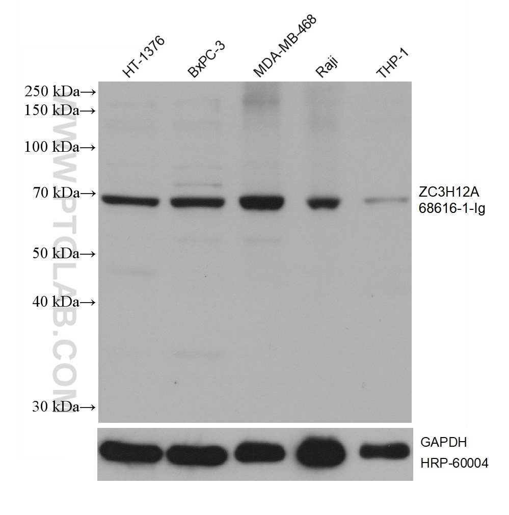 Western Blot (WB) analysis of various lysates using ZC3H12A Monoclonal antibody (68616-1-Ig)