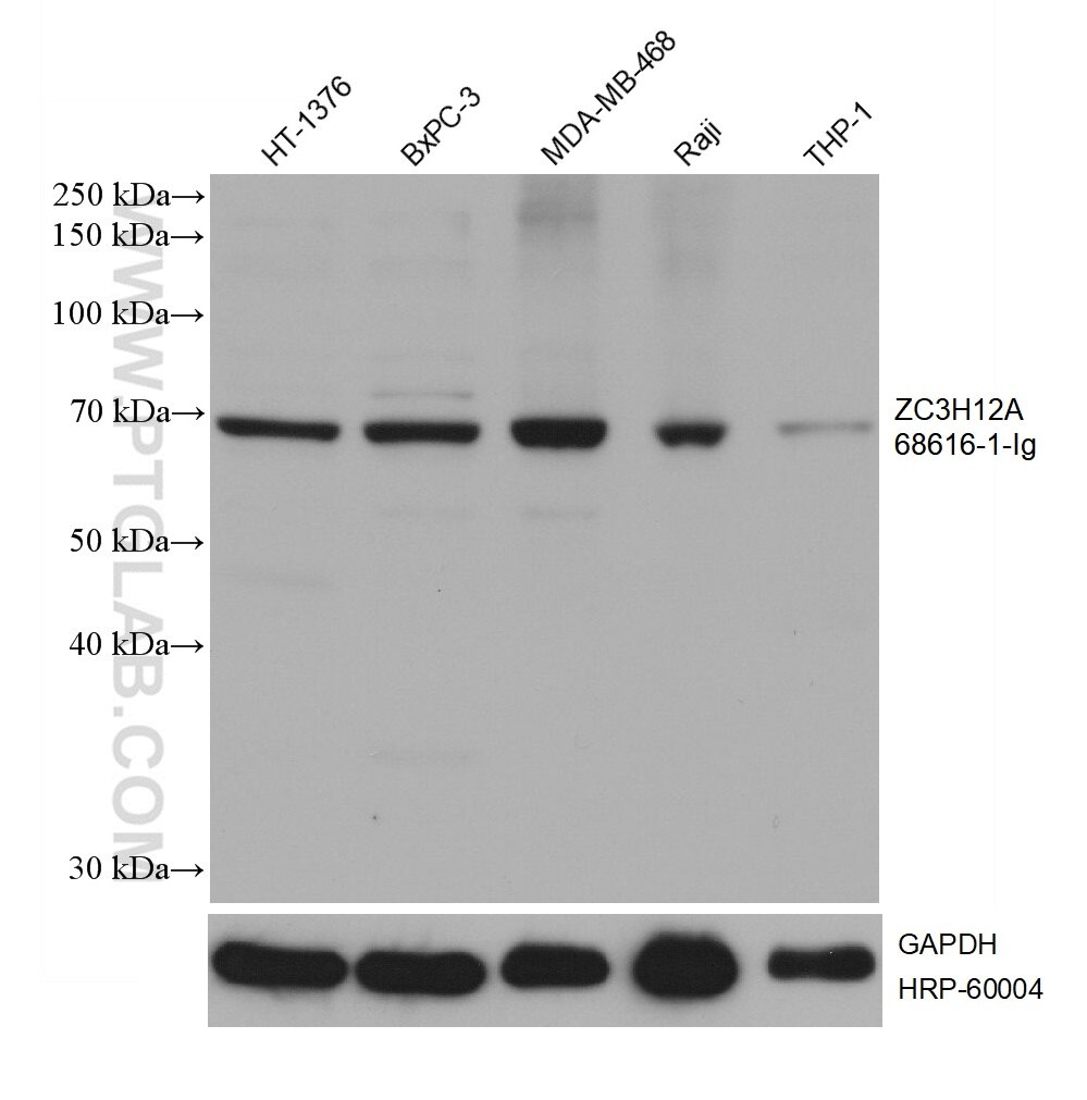 WB analysis using 68616-1-Ig