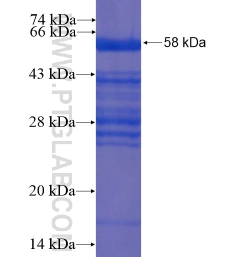 ZC3H12A fusion protein Ag13877 SDS-PAGE