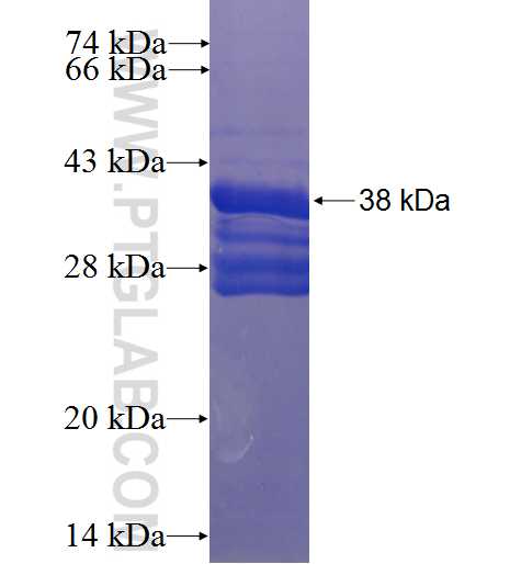 ZC3H12B fusion protein Ag23280 SDS-PAGE
