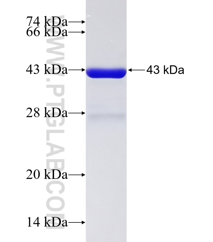 ZC3H12C fusion protein Ag33315 SDS-PAGE ZC3H12C fusion protein Ag33315 SDS-PAGE