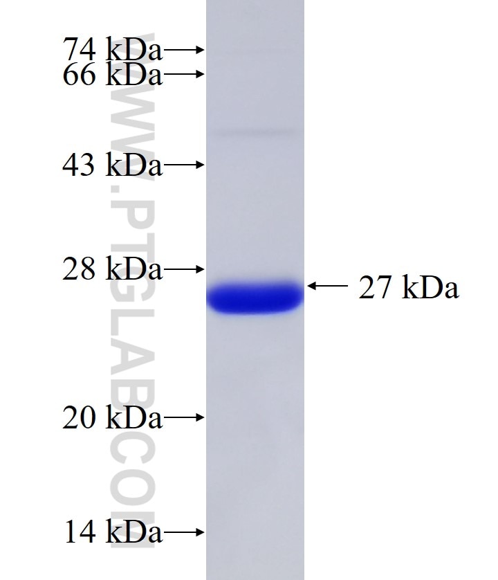 ZC3H12C fusion protein Ag33320 SDS-PAGE ZC3H12C fusion protein Ag33320 SDS-PAGE