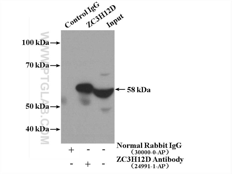 Immunoprecipitation (IP) experiment of Raji cells using ZC3H12D Polyclonal antibody (24991-1-AP)