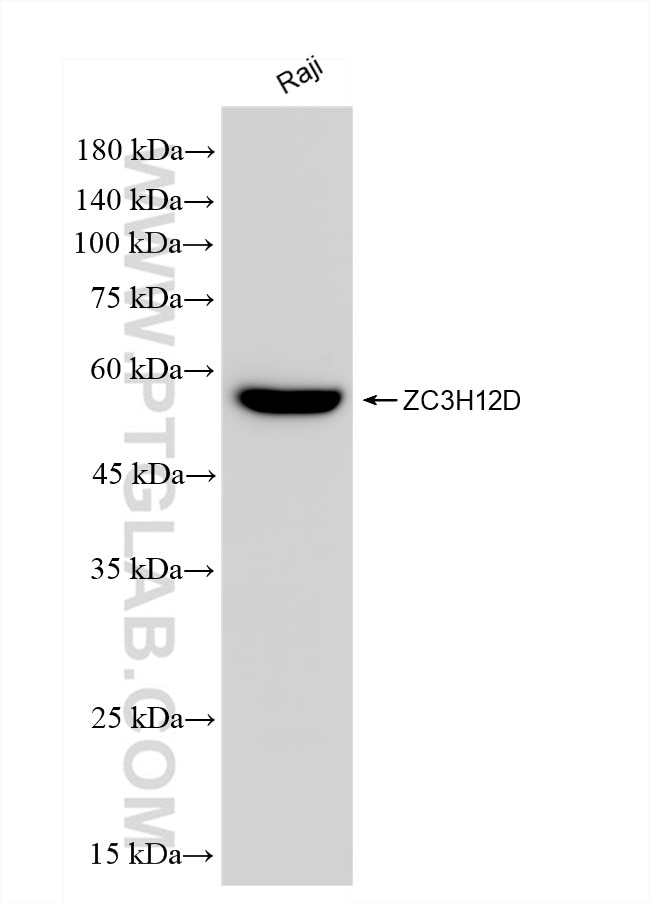 Western Blot (WB) analysis of Raji cells using ZC3H12D Recombinant antibody (83507-2-RR)