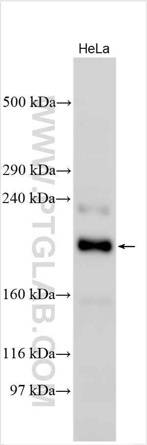 Western Blot (WB) analysis of various lysates using ZC3H13 Polyclonal antibody (28430-1-AP)