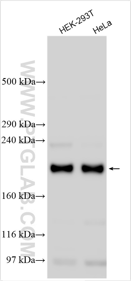 Western Blot (WB) analysis of various lysates using ZC3H13 Polyclonal antibody (28430-1-AP)