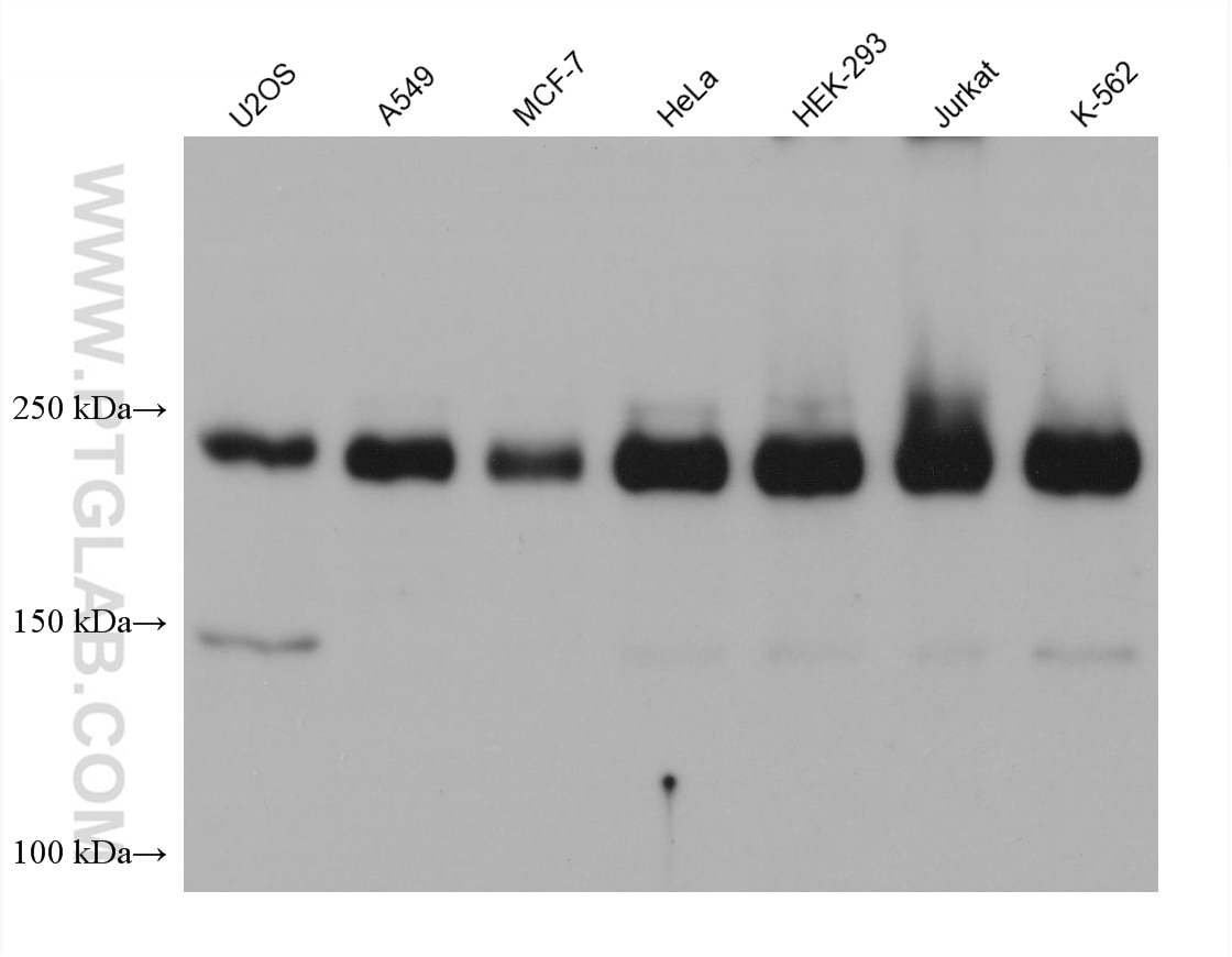 Western Blot (WB) analysis of various lysates using ZC3H13 Monoclonal antibody (68526-1-Ig)