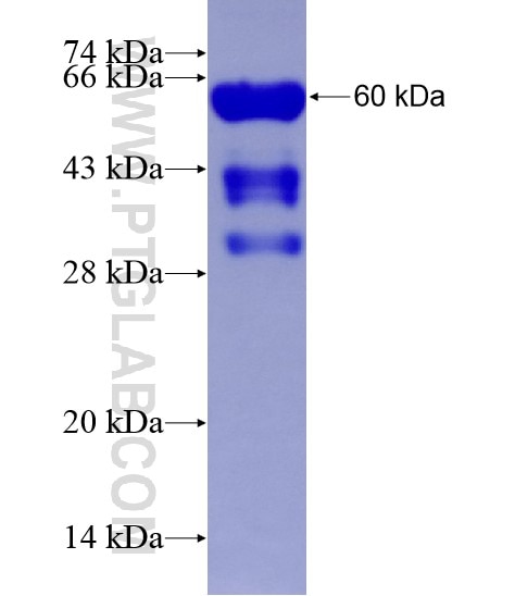 ZC3H13 fusion protein Ag28909 SDS-PAGE