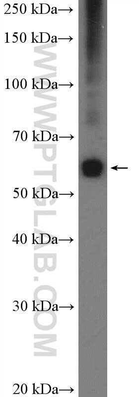 WB analysis of HL-60 using 26241-1-AP