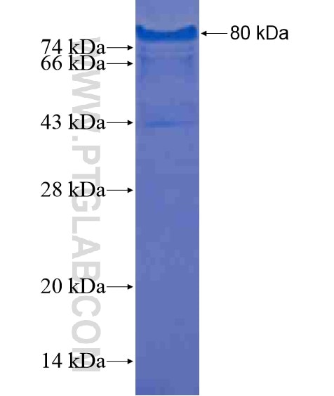 ZC3H18 fusion protein Ag20481 SDS-PAGE