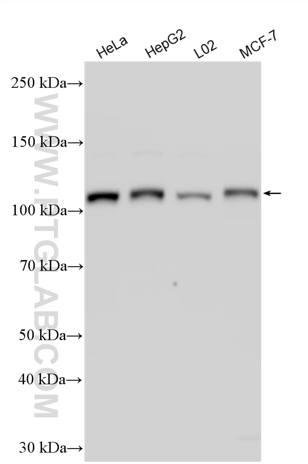 Western Blot (WB) analysis of various lysates using ZC3H7A Polyclonal antibody (34174-1-AP)