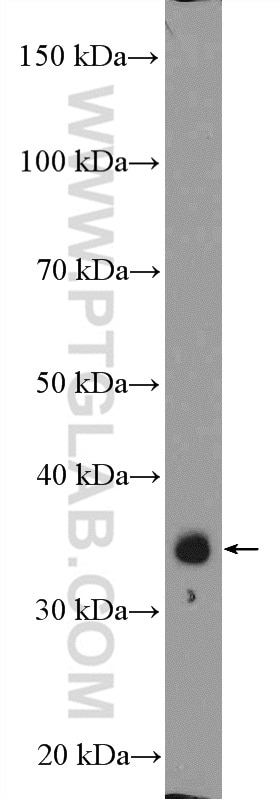 Western Blot (WB) analysis of K-562 cells using ZC3H8 Polyclonal antibody (26152-1-AP)