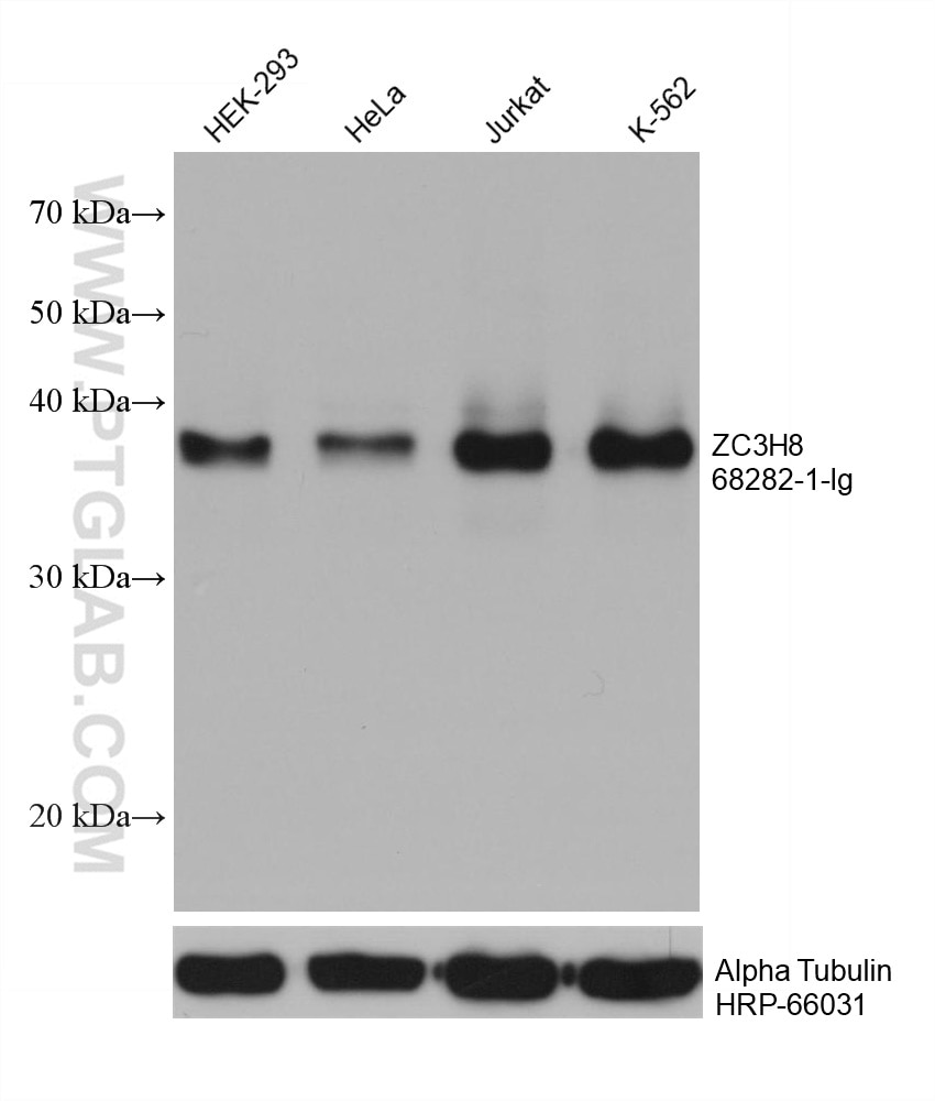 Western Blot (WB) analysis of various lysates using ZC3H8 Monoclonal antibody (68282-1-Ig)