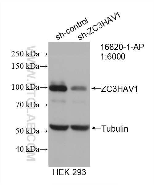 Western Blot (WB) analysis of HEK-293 cells using ZC3HAV1 Polyclonal antibody (16820-1-AP)