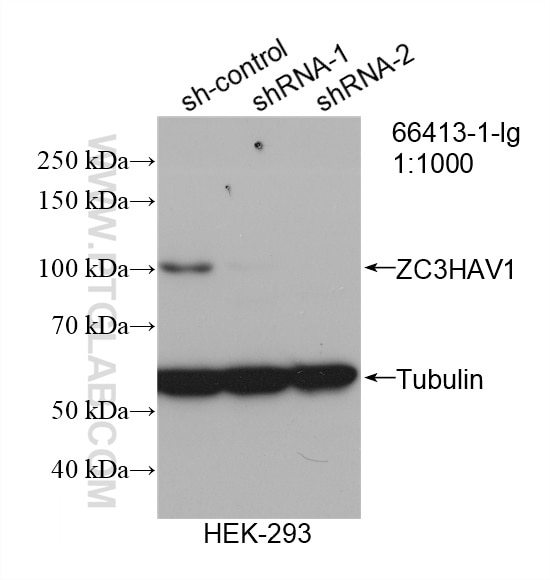 Western Blot (WB) analysis of HEK-293 cells using ZC3HAV1 Monoclonal antibody (66413-1-Ig)