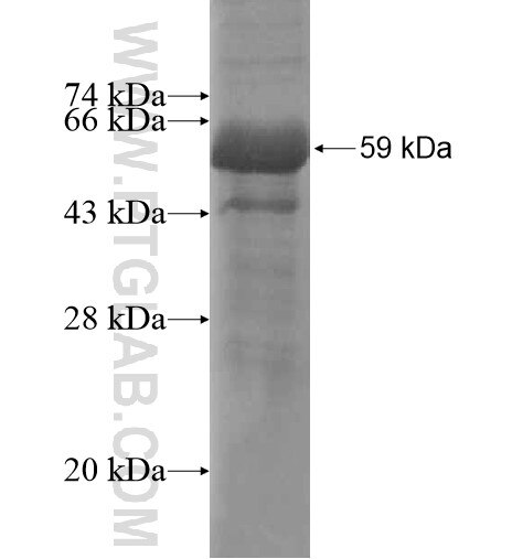 ZC3HAV1L fusion protein Ag15052 SDS-PAGE