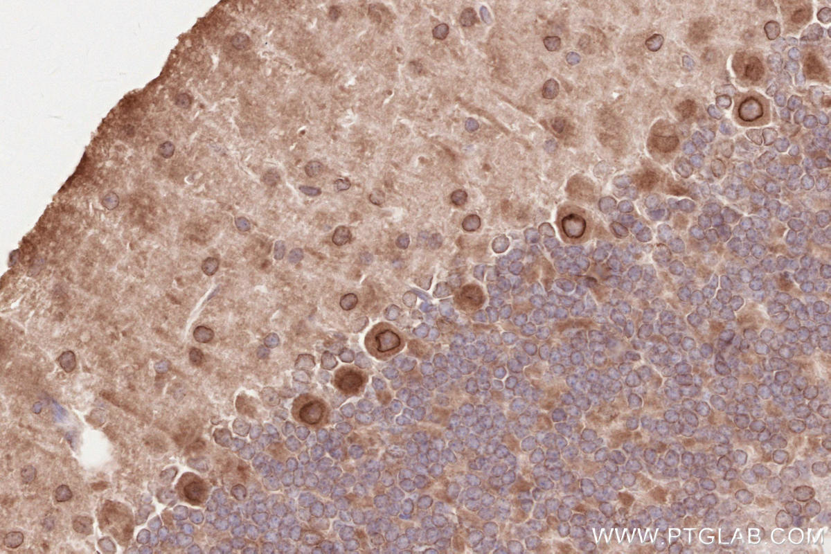 IHC staining of mouse cerebellum using 13148-1-AP Immunohistochemistry (IHC) staining of mouse cerebellum tissue using ZC3HC1 Polyclonal antibody (13148-1-AP)