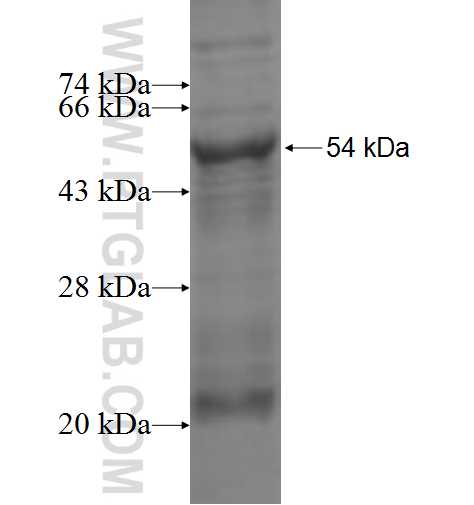 ZC3HC1 fusion protein Ag3744 SDS-PAGE