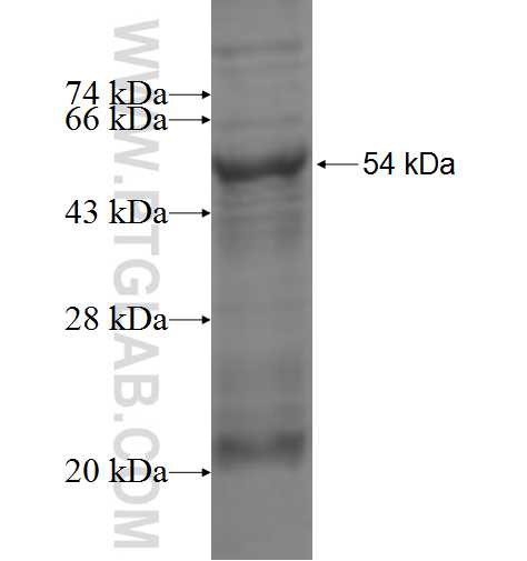 ZC3HC1 fusion protein Ag3744 SDS-PAGE