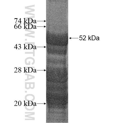 ZC4H2 fusion protein Ag14388 SDS-PAGE