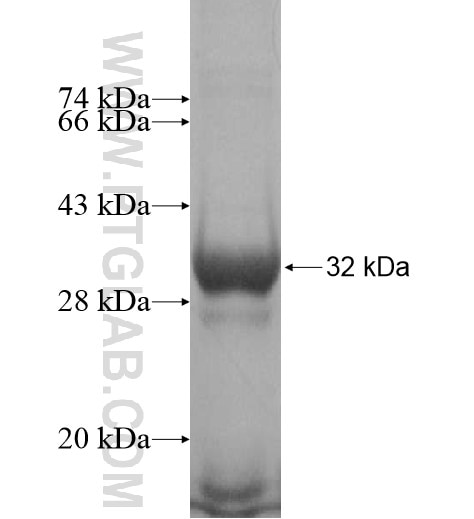 ZC4H2 fusion protein Ag14995 SDS-PAGE