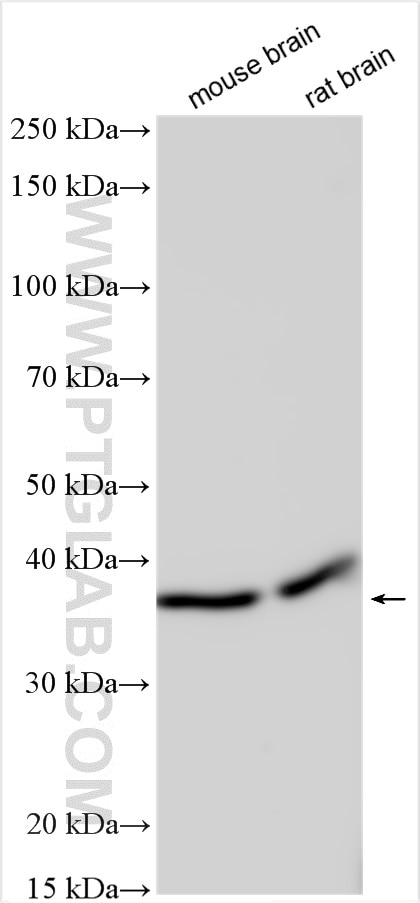 Western Blot (WB) analysis of various lysates using ZCCHC12 Polyclonal antibody (26442-1-AP)