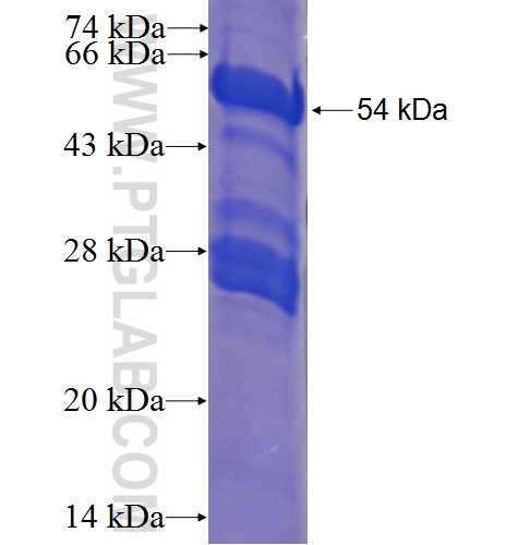 ZCCHC12 fusion protein Ag23858 SDS-PAGE