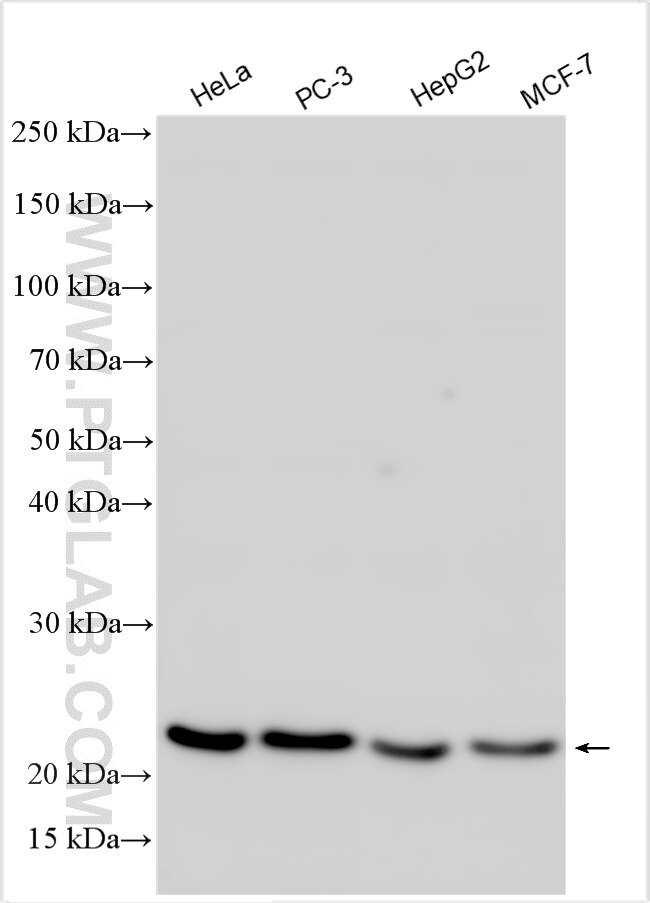 Western Blot (WB) analysis of various lysates using ZCCHC13 Polyclonal antibody (26023-1-AP)