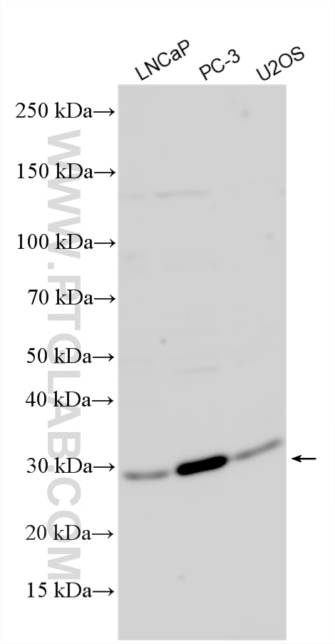 WB analysis using 33741-1-AP Western Blot (WB) analysis of various lysates using ZCCHC24 Polyclonal antibody (33741-1-AP)