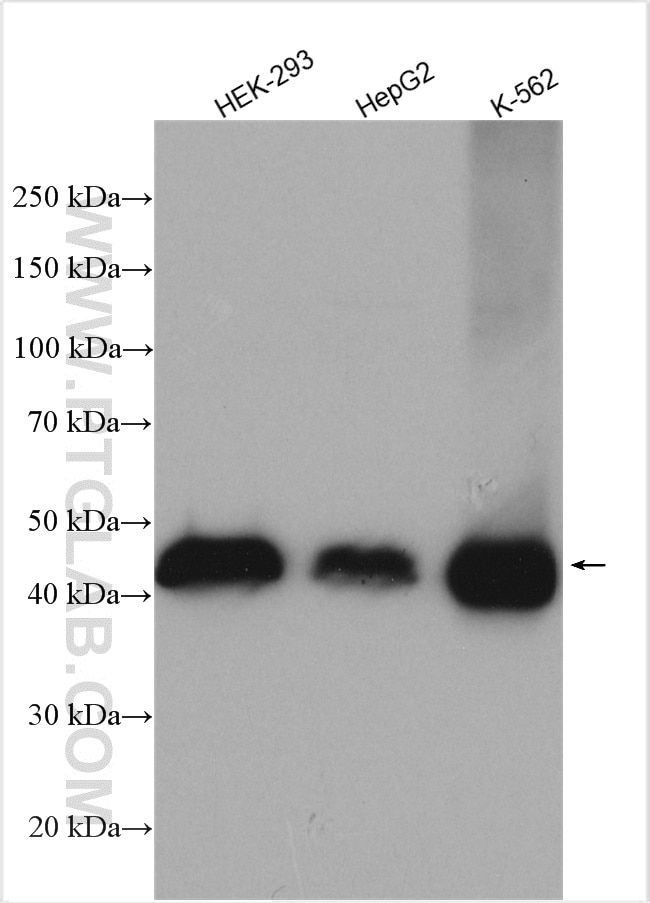 Western Blot (WB) analysis of various lysates using ZCCHC3 Polyclonal antibody (29399-1-AP)