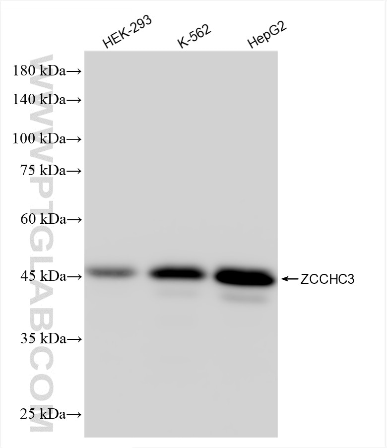 Western Blot (WB) analysis of various lysates using ZCCHC3 Recombinant antibody (85721-3-RR)