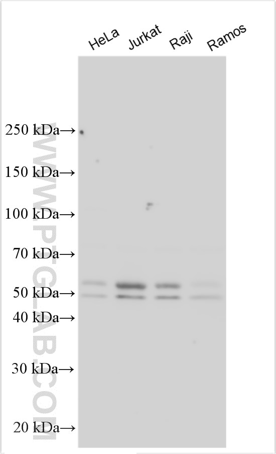 Western Blot (WB) analysis of various lysates using ZCCHC4 Polyclonal antibody (32481-1-AP)