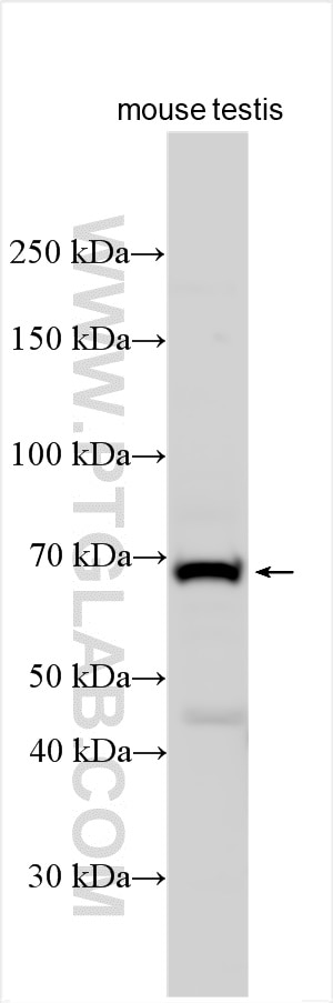 Western Blot (WB) analysis of mouse testis tissue using ZCWPW1 Polyclonal antibody (20860-1-AP)