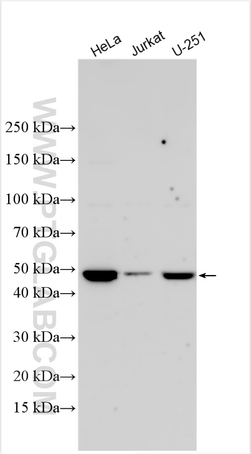 WB analysis using 32904-1-AP Western Blot (WB) analysis of various lysates using ZCWPW2 Polyclonal antibody (32904-1-AP)