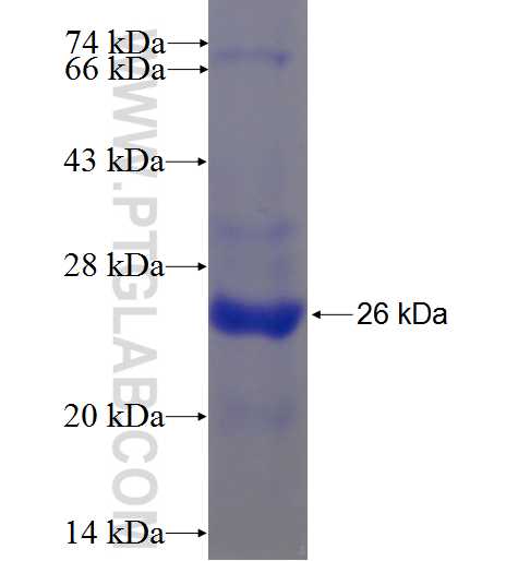 ZDHHC1 fusion protein Ag24028 SDS-PAGE