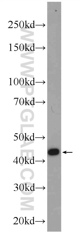 WB analysis of Neuro-2a using 24759-1-AP