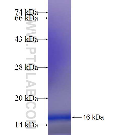 ZDHHC13 fusion protein Ag21607 SDS-PAGE