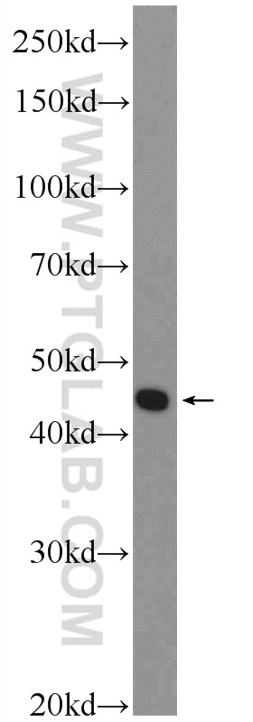 Western Blot (WB) analysis of HepG2 cells using ZDHHC15 Polyclonal antibody (21627-1-AP)