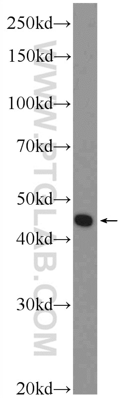 WB analysis of HepG2 using 21627-1-AP