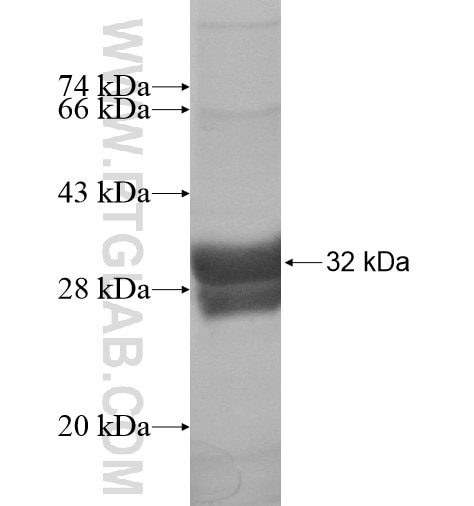 ZDHHC19 fusion protein Ag15184 SDS-PAGE