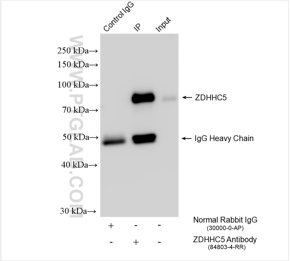 Immunoprecipitation (IP) experiment of HEK-293 cells using ZDHHC5 Recombinant antibody (84803-4-RR)