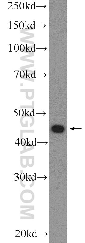 Western Blot (WB) analysis of PC-3 cells using ZDHHC7 Polyclonal antibody (25985-1-AP)