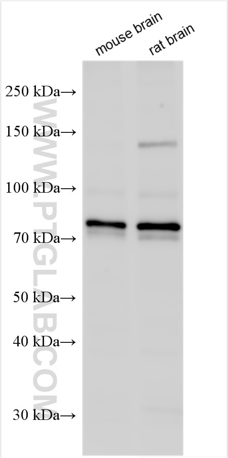 Western Blot (WB) analysis of various lysates using ZDHHC8 Polyclonal antibody (27179-1-AP)
