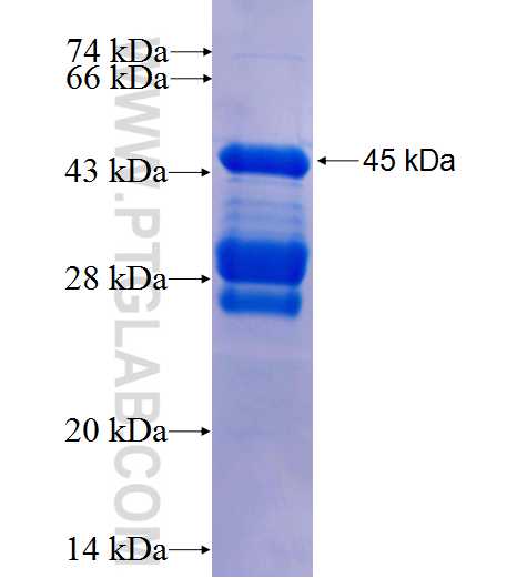 ZDHHC8 fusion protein Ag26028 SDS-PAGE