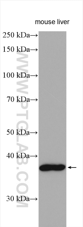 Western Blot (WB) analysis of various lysates using ZDHHC9 Polyclonal antibody (24046-1-AP)