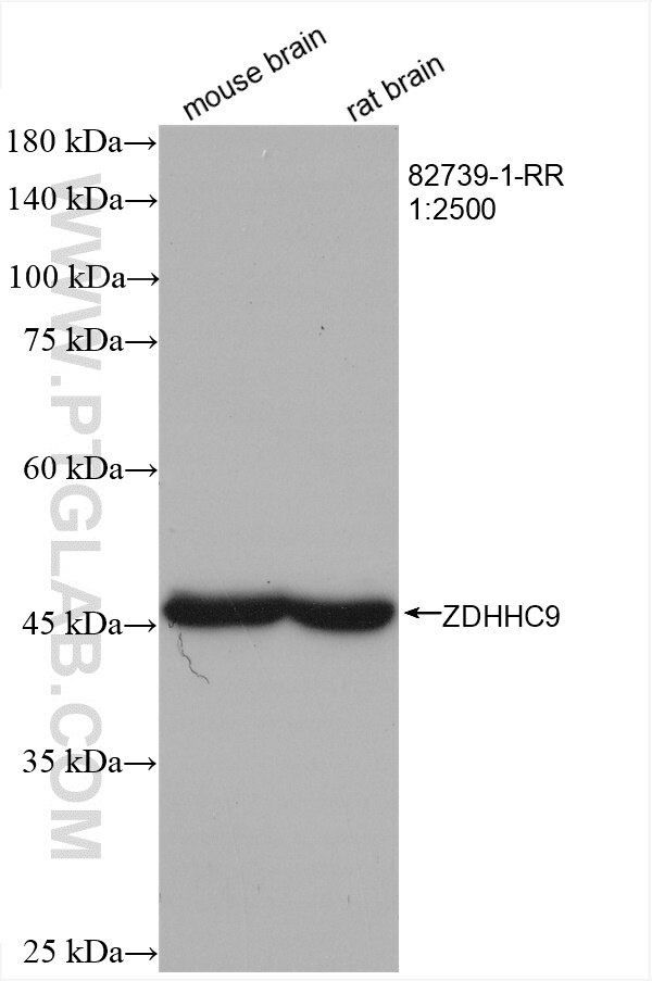 Western Blot (WB) analysis of various lysates using ZDHHC9 Recombinant antibody (82739-1-RR)