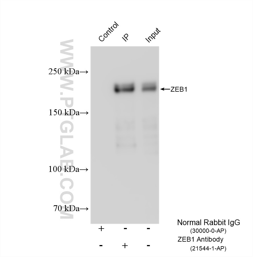 Immunoprecipitation (IP) experiment of NIH/3T3 cells using ZEB1 Polyclonal antibody (21544-1-AP)